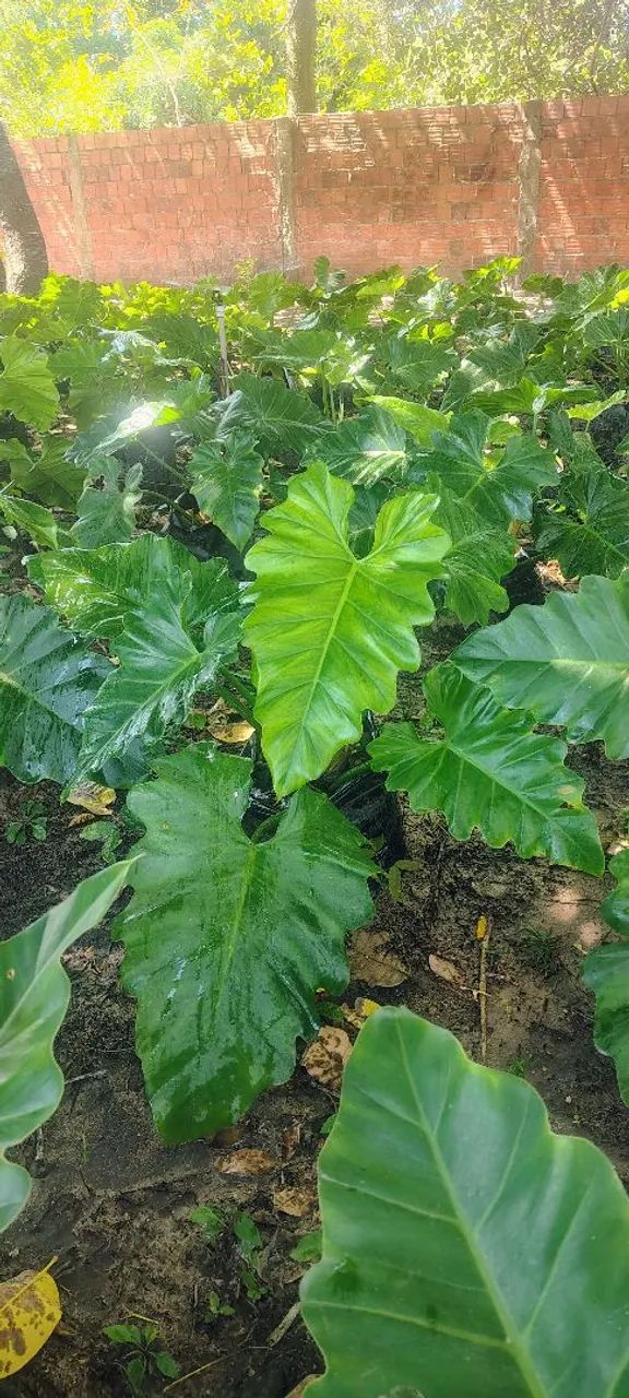 Philodendron ondulado  - Foto 4