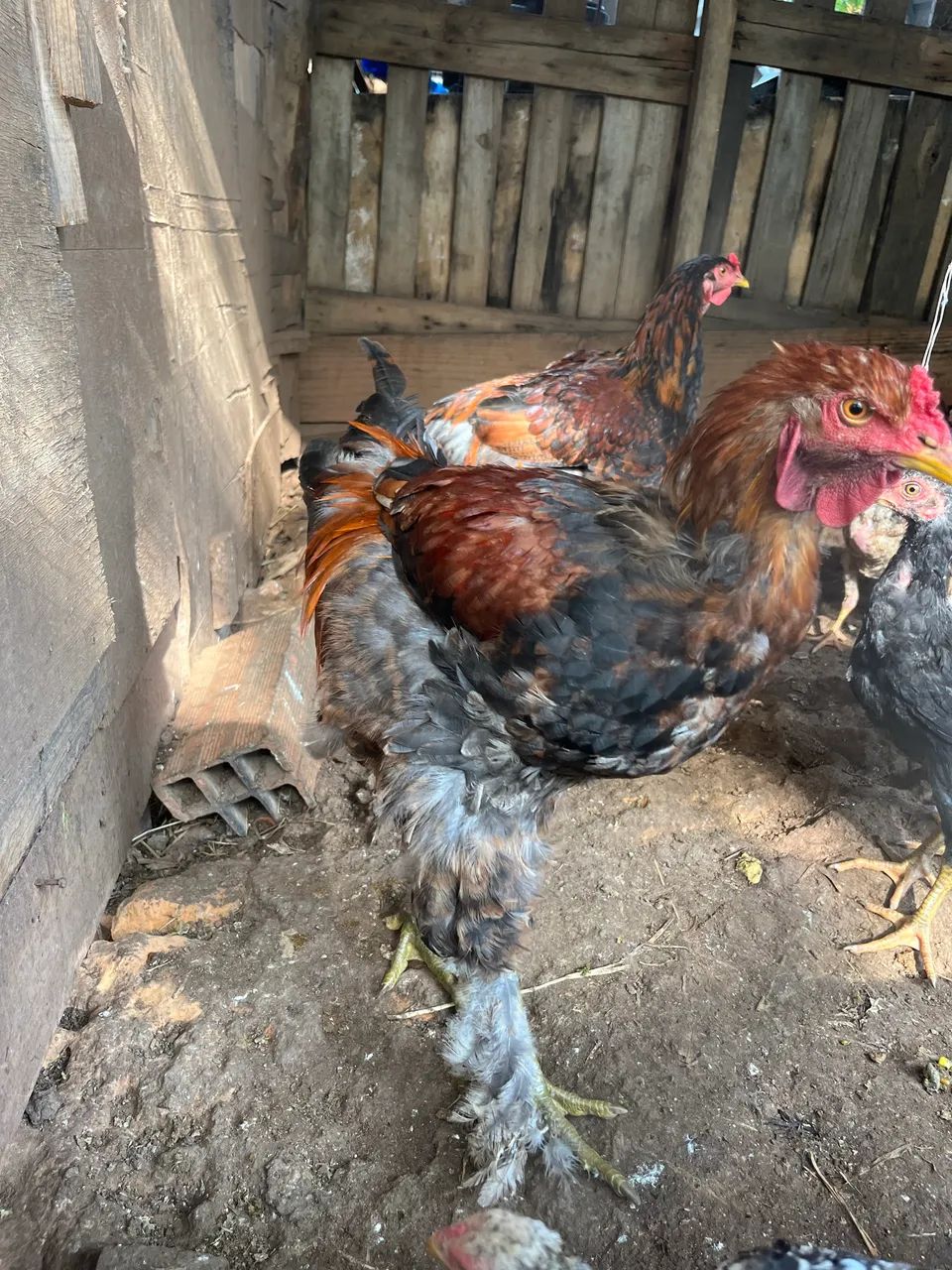 Frangos e frangas caipira  - Foto 4