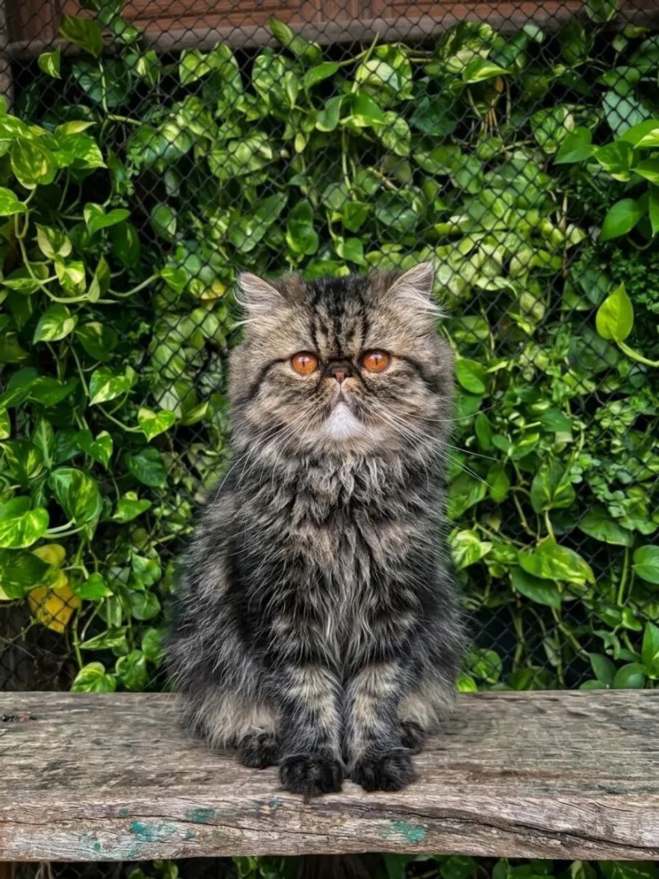 Gata Persa!