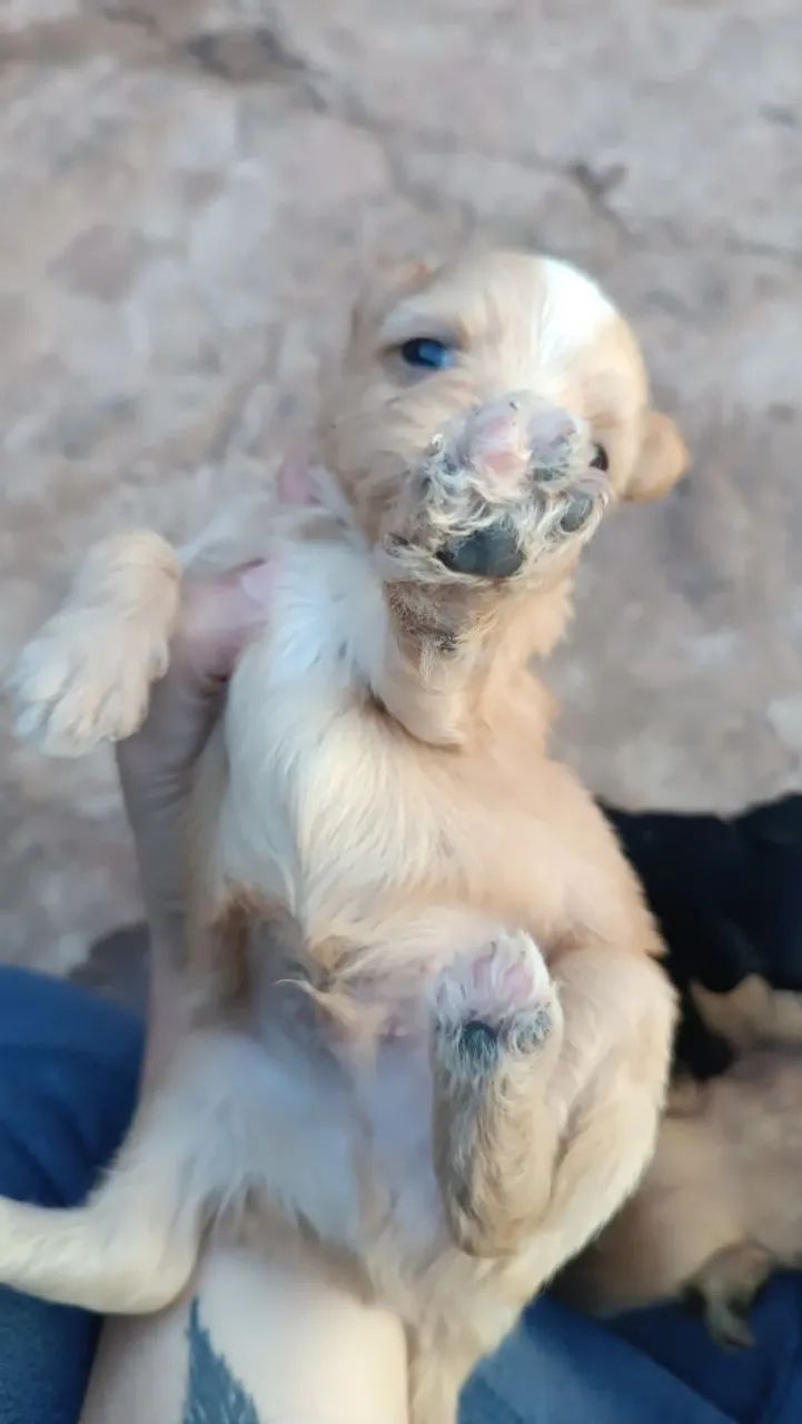 Shitzu com lhasa  - Foto 3