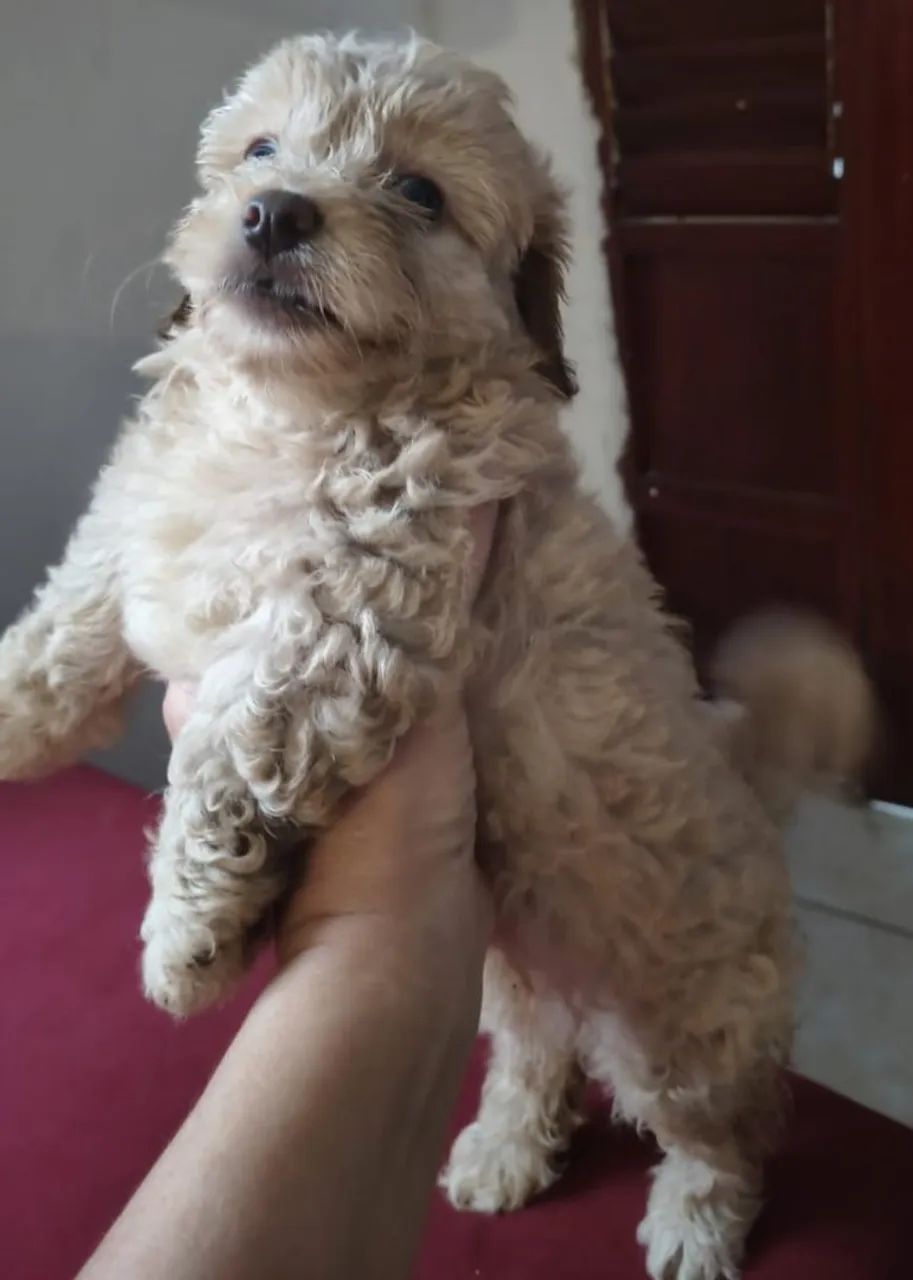 Filhotes de Poodle Toy - Foto 3