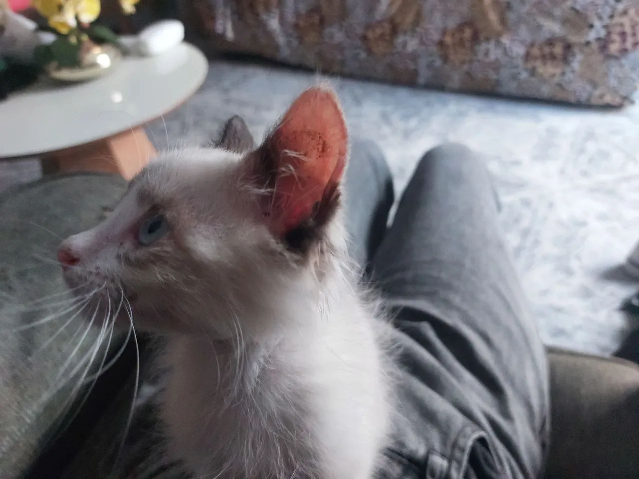 Doação de gata - Foto 2