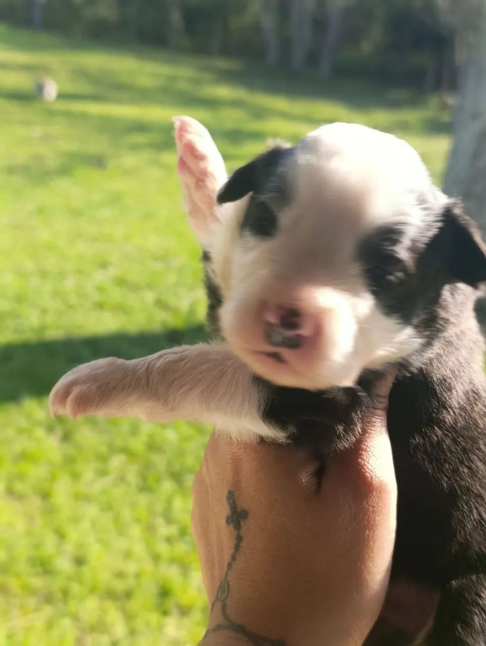 Filhotes de Border collie 