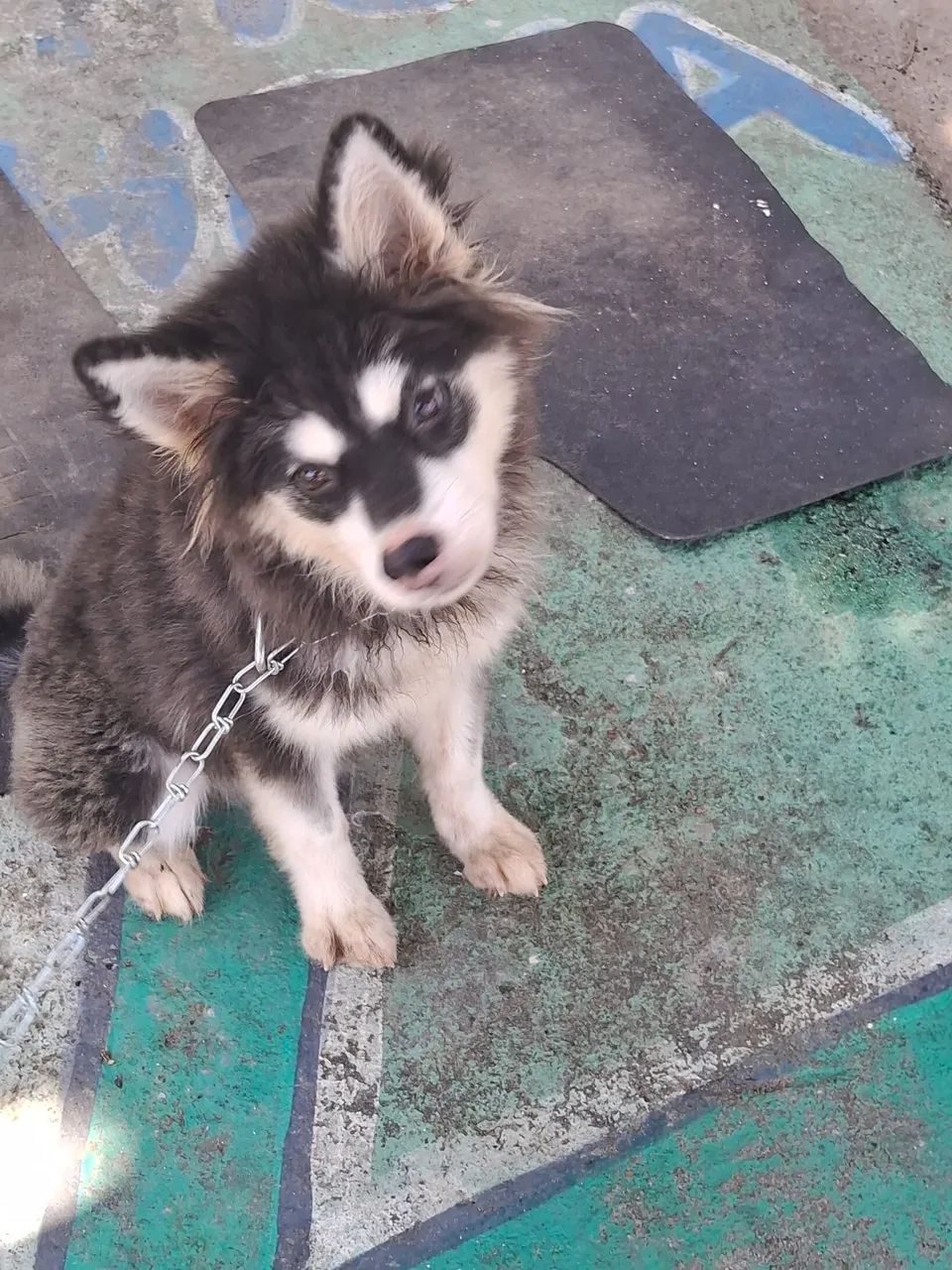 Husky Fêmea 