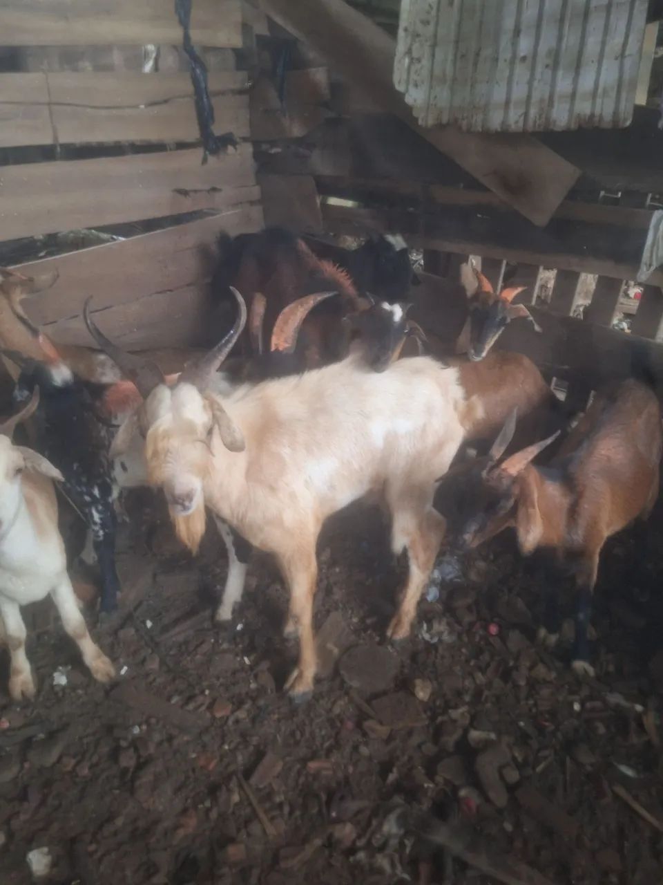 Bode e cabra - Foto 5