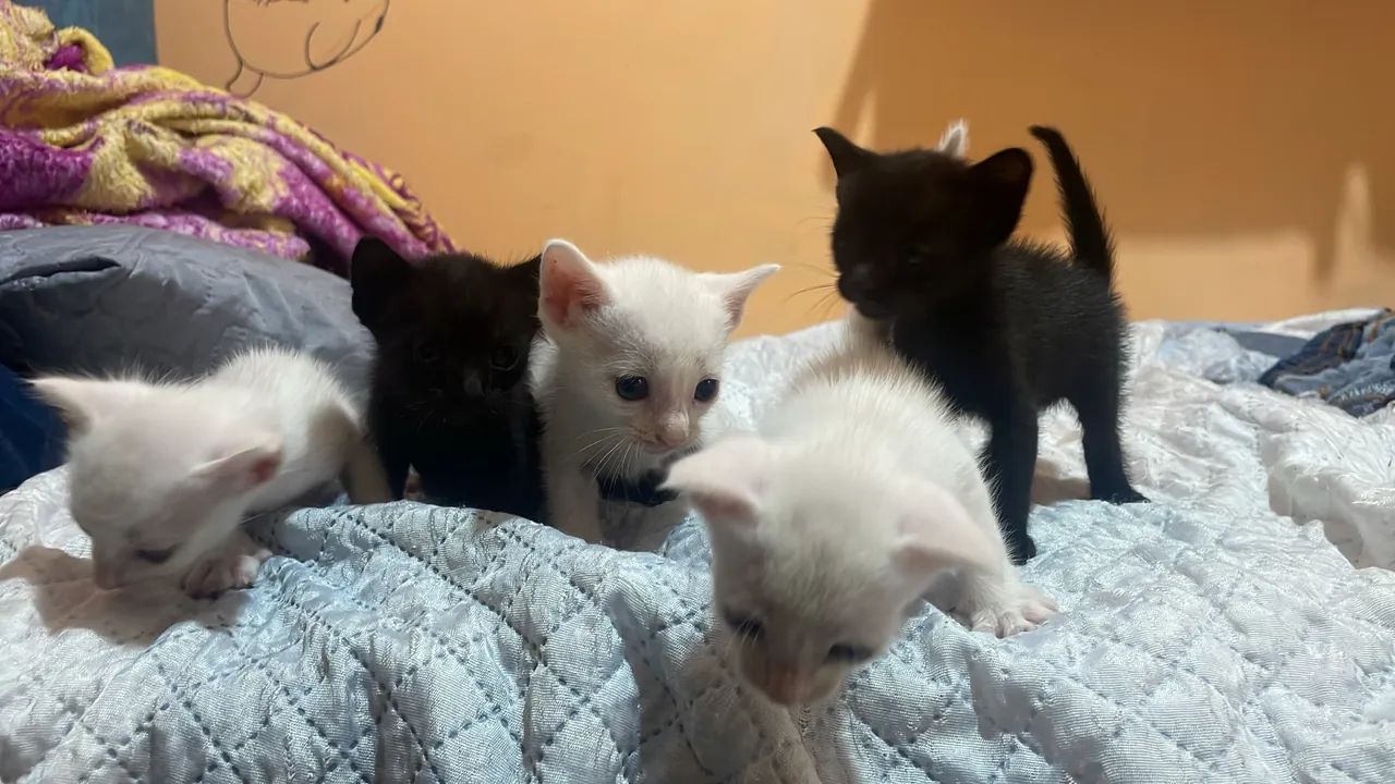 filhote para adotar  - Foto 3