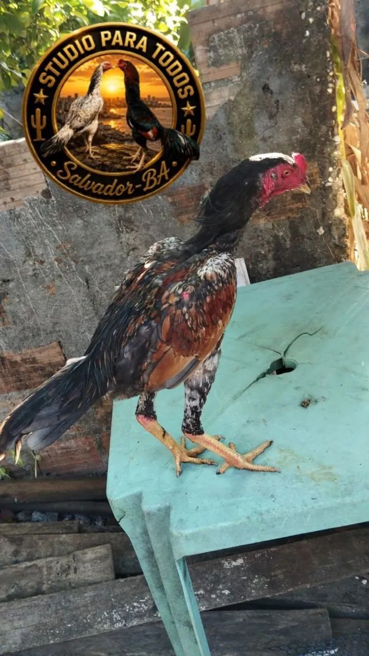Frango de raça, pena de galinha 