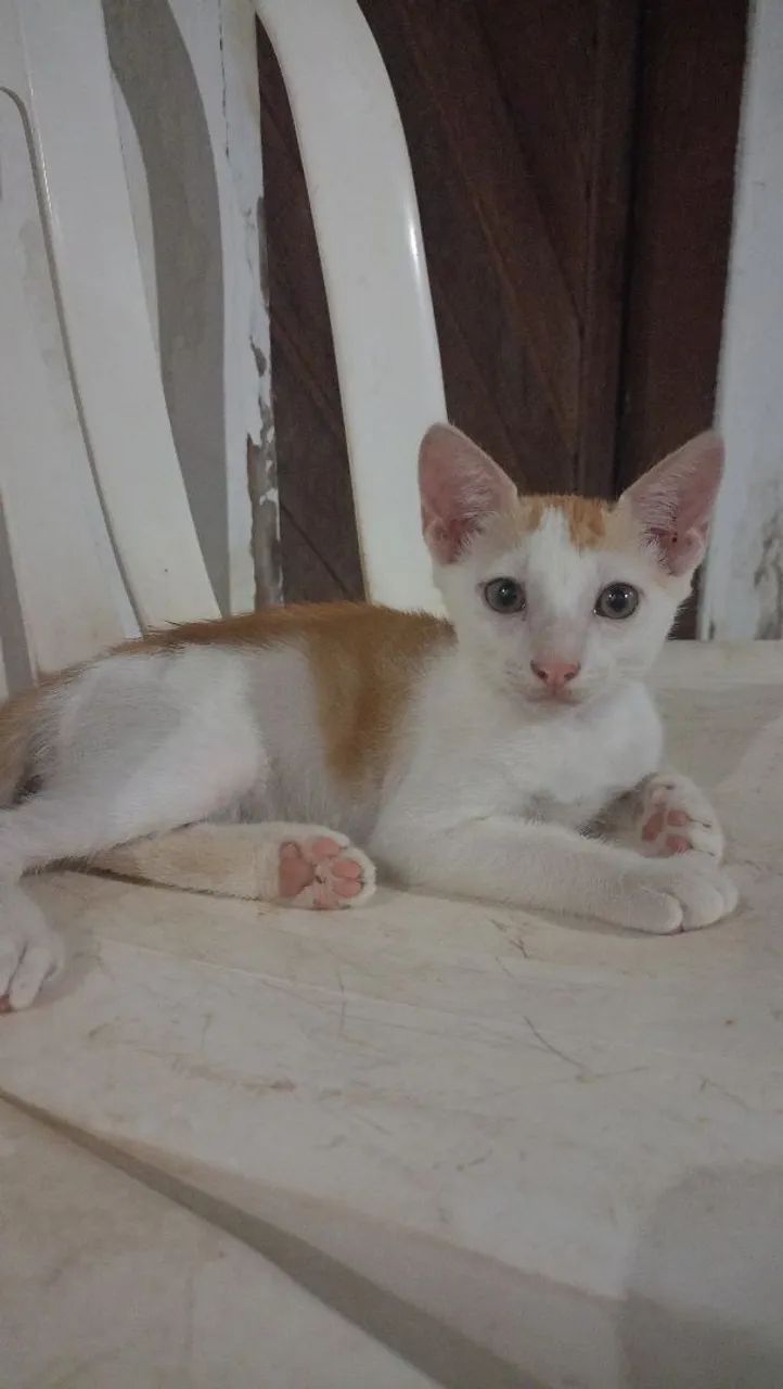 Adoção responsável  - Foto 3