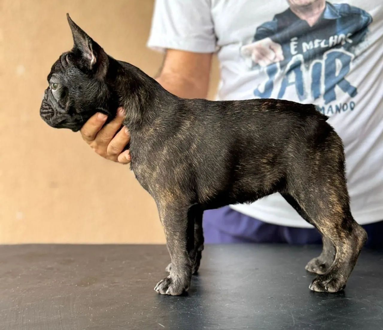 Venda de Buldogue Francês  - Foto 2