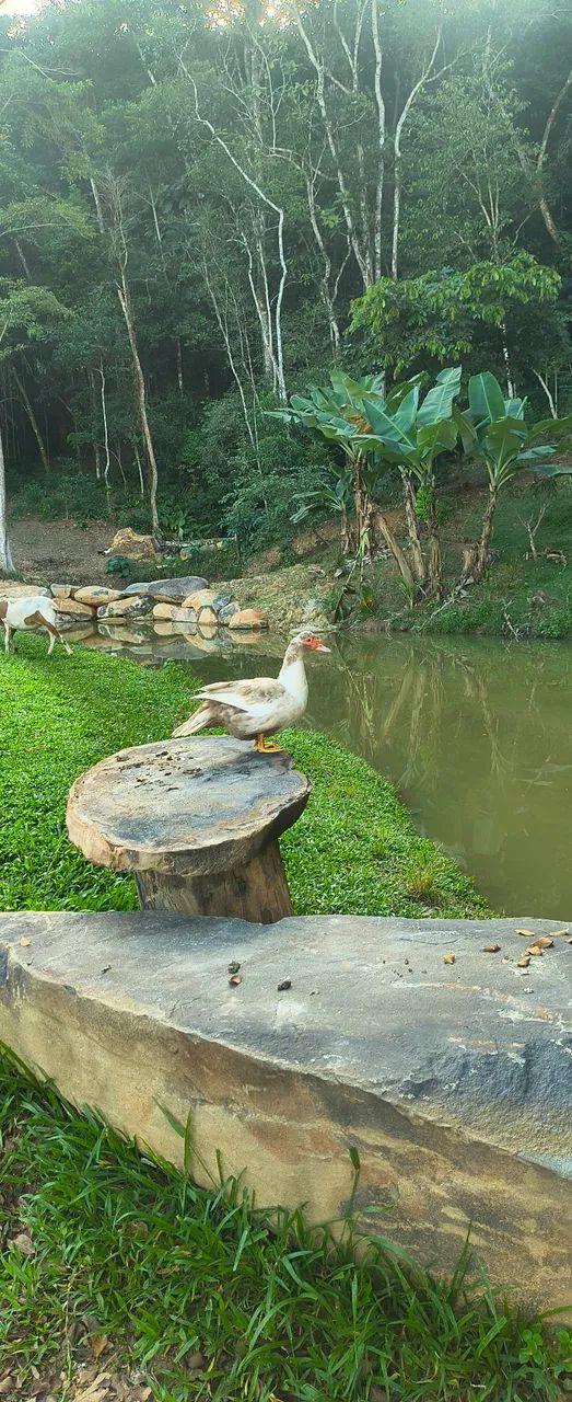 Vendo sítio - Foto 2