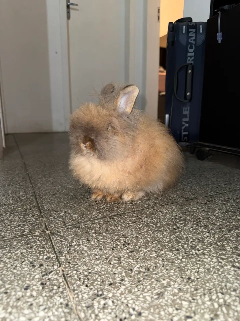 Coelho Teddy - Foto 3