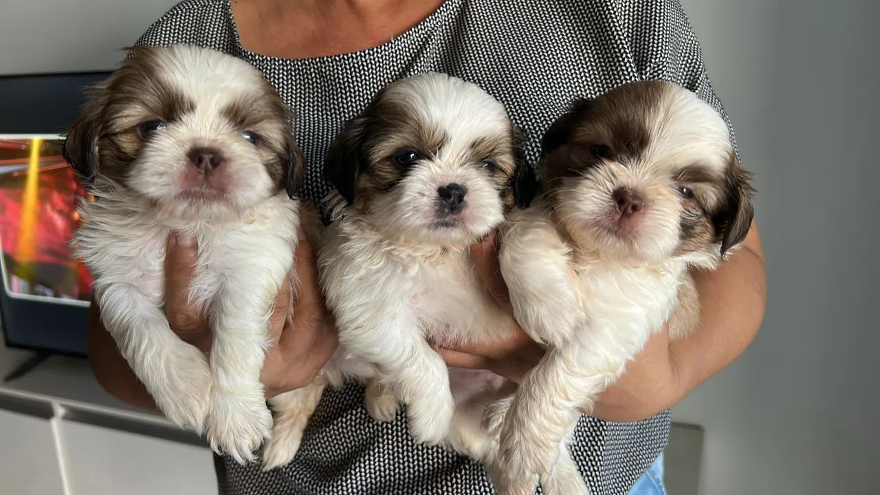 Cachorro  - Foto 3