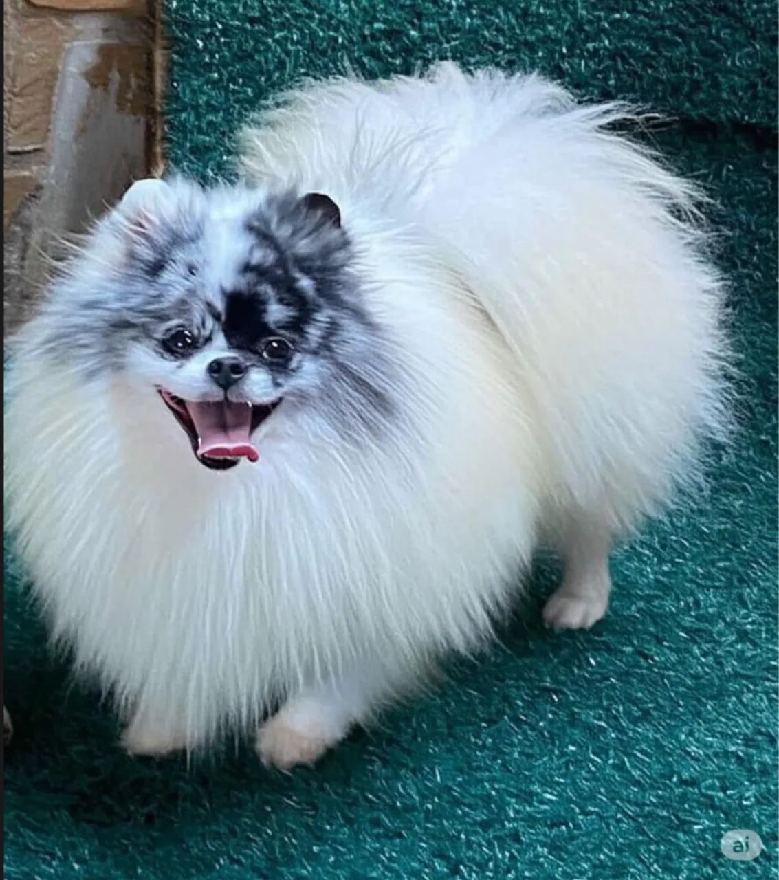 Lulu para cruza 