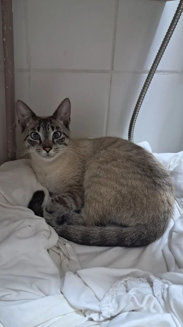 Doação de gato