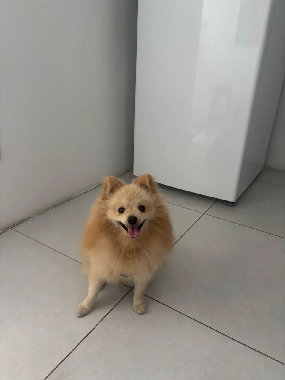 Lulu  - Foto 3