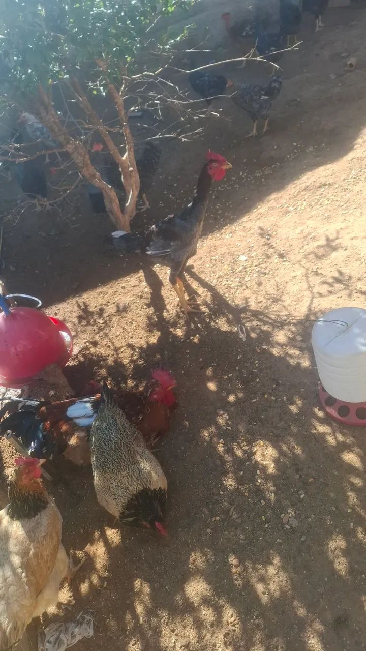 Frango 