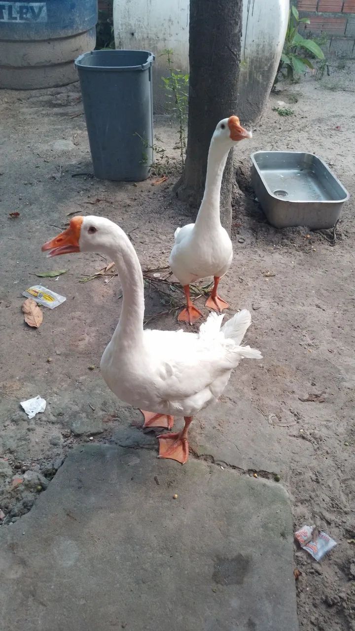 Aves - Foto 2