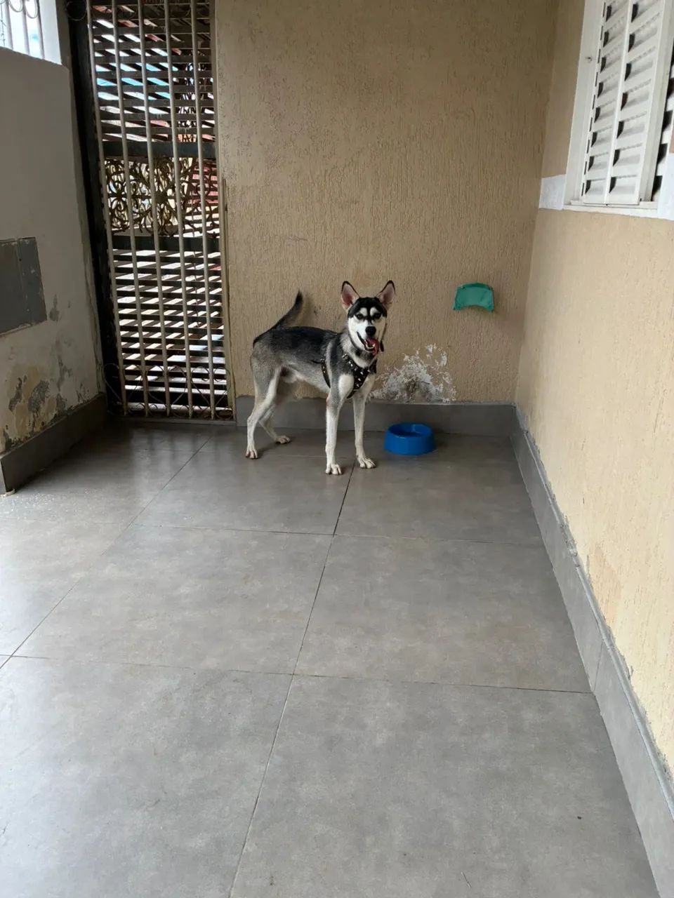 Doação responsável Husky  - Foto 2
