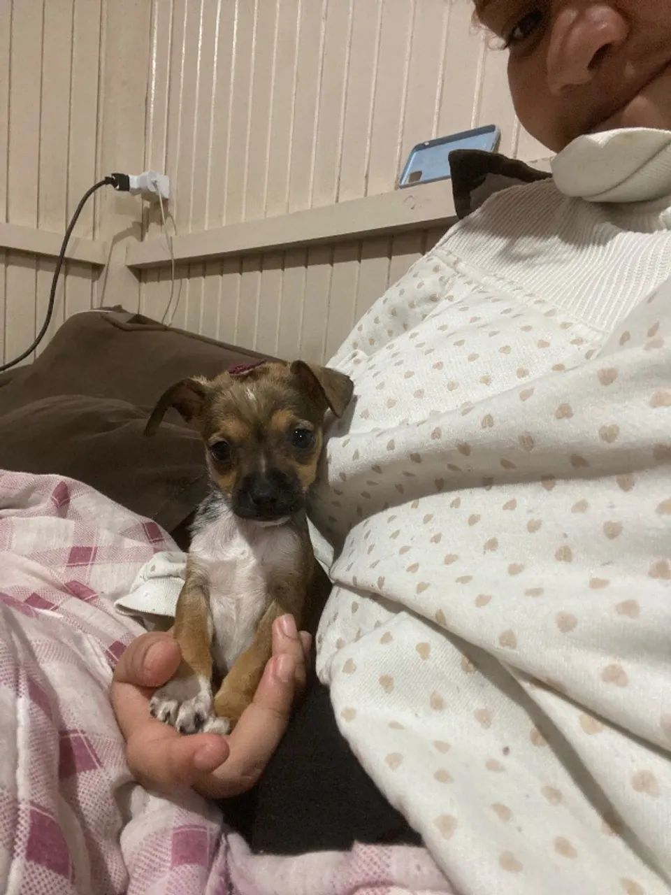 Cachorro 