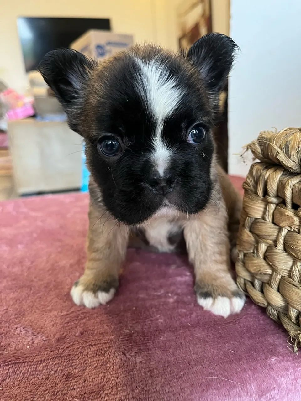 Bulldog francês  - Foto 2