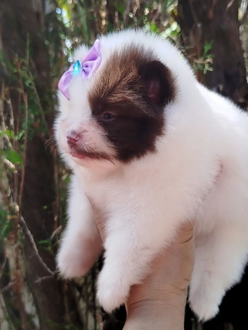 Spitz alemão  - Foto 2