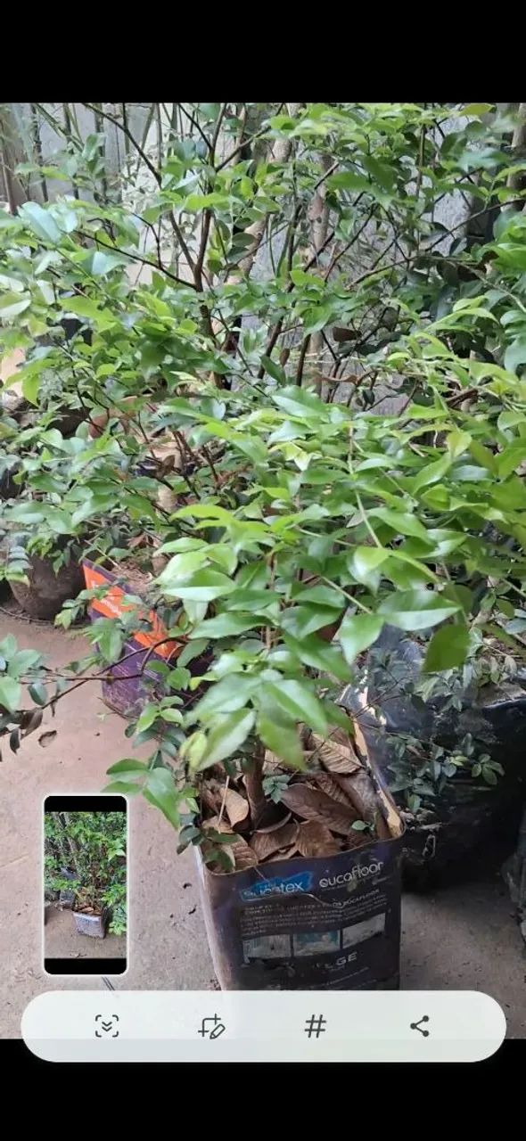 Jabuticaba híbrida e sabara - Foto 4