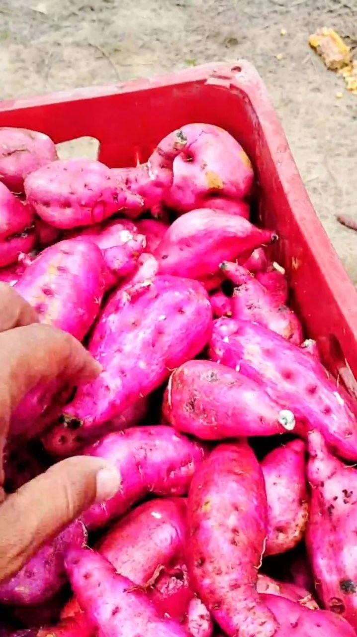 Batata doce Vitória  - Foto 3