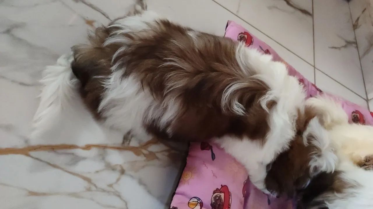 Cachorro  - Foto 3
