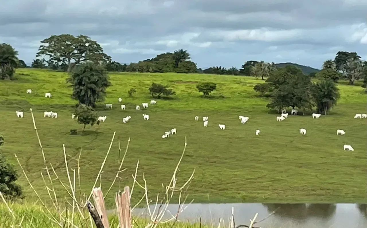 Fazenda com 216 hectares em Feira Nova- PE - Foto 2