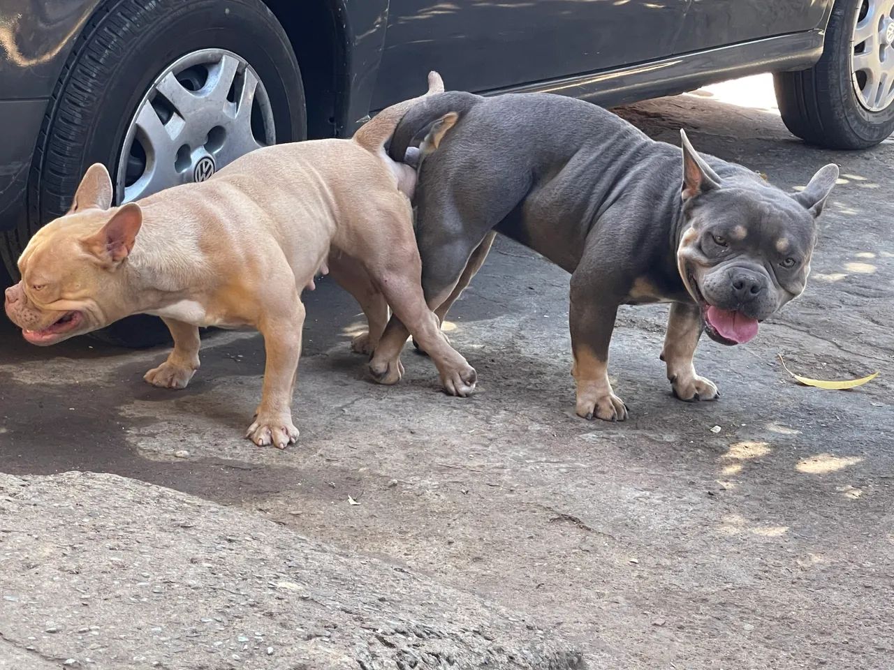 Animais - Foto 3