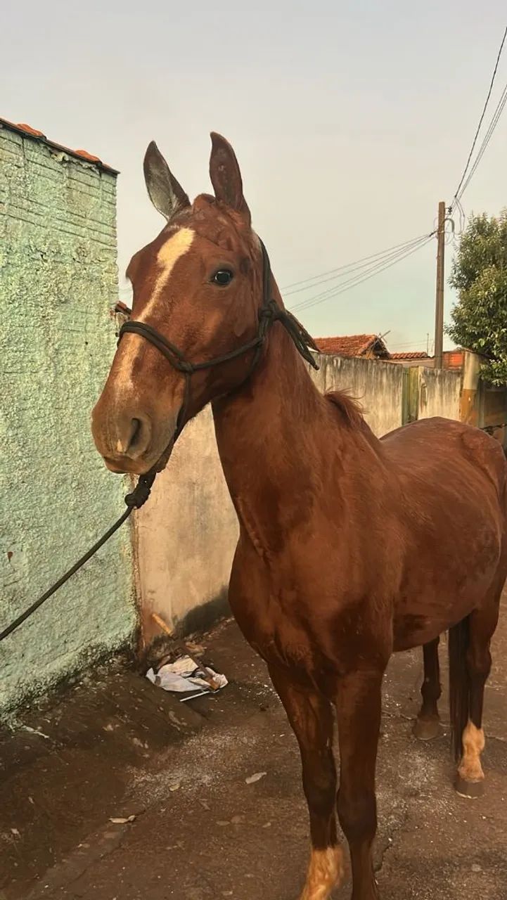 Vendo cavalo paulista, cavalo manso de tudo, limpo de defeito, cavalo grande - Foto 3