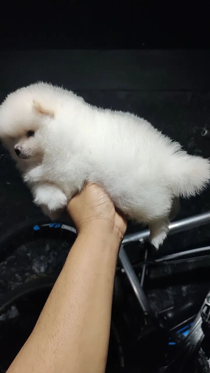 Spitz alemão  - Foto 3