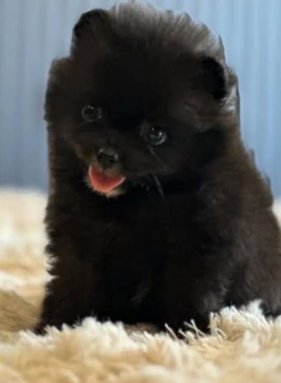 Spitz macho Black  - Foto 4