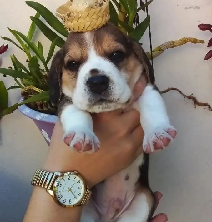 Filhotes de Beagles  - Foto 3