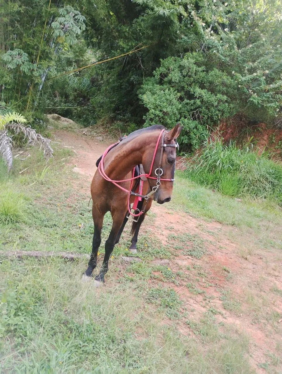 Cavalo  - Foto 3