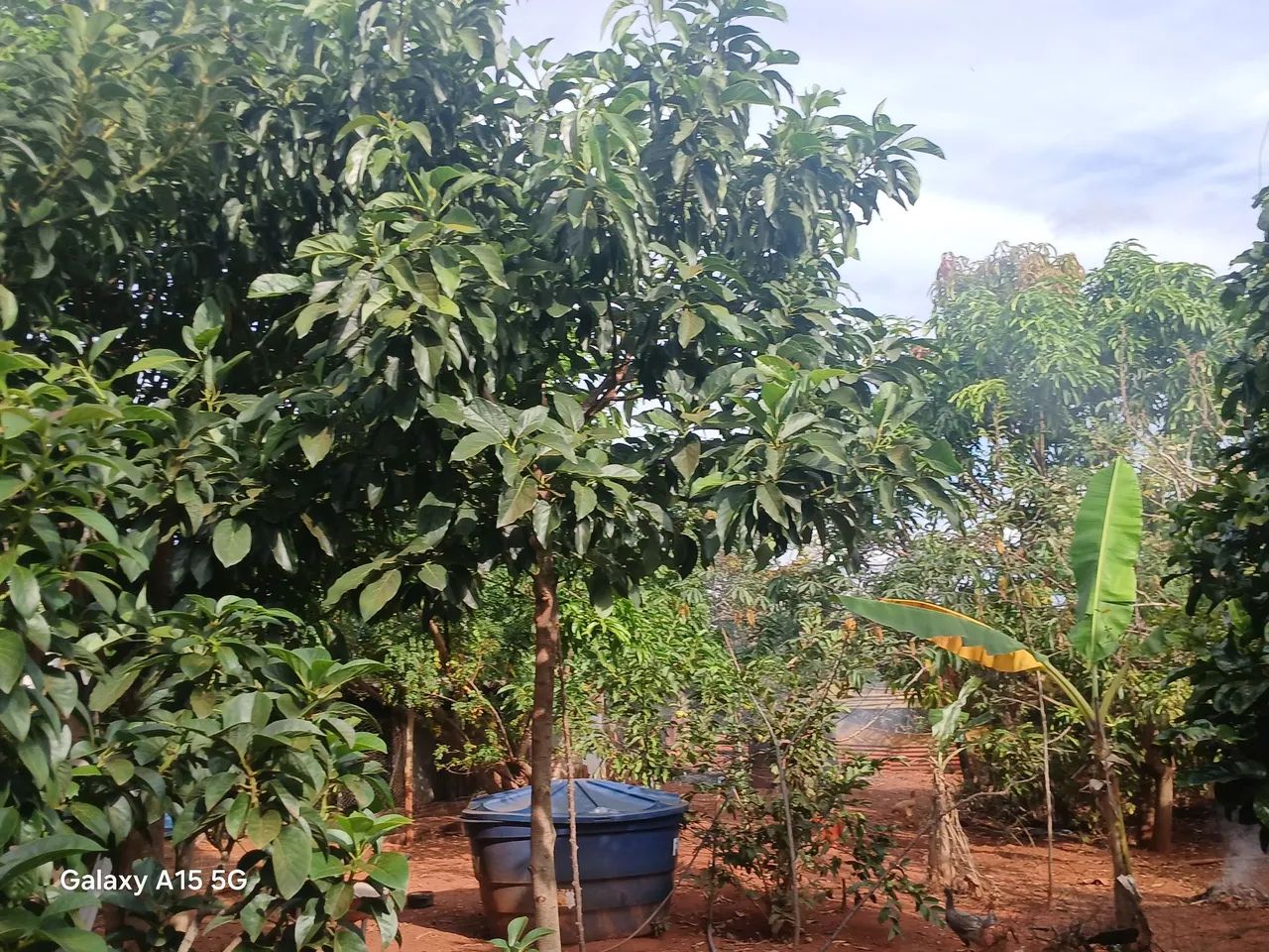 Vendo chácara   toda plantada  - Foto 5