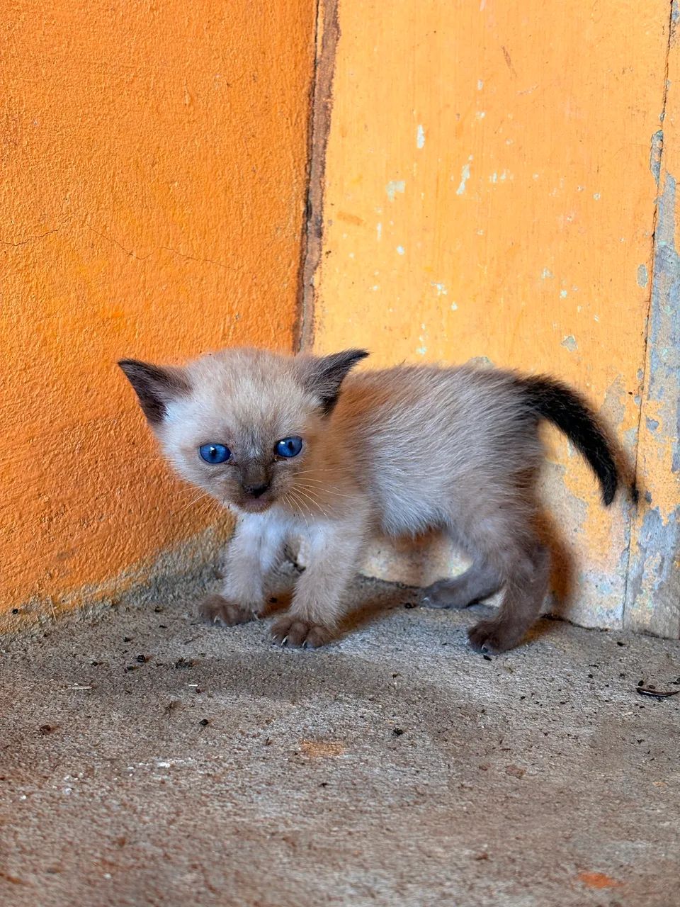Gatinhos para adoção  - Foto 3