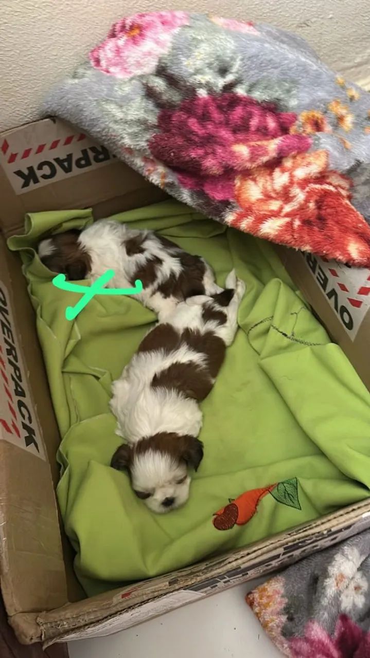 Cachorro 