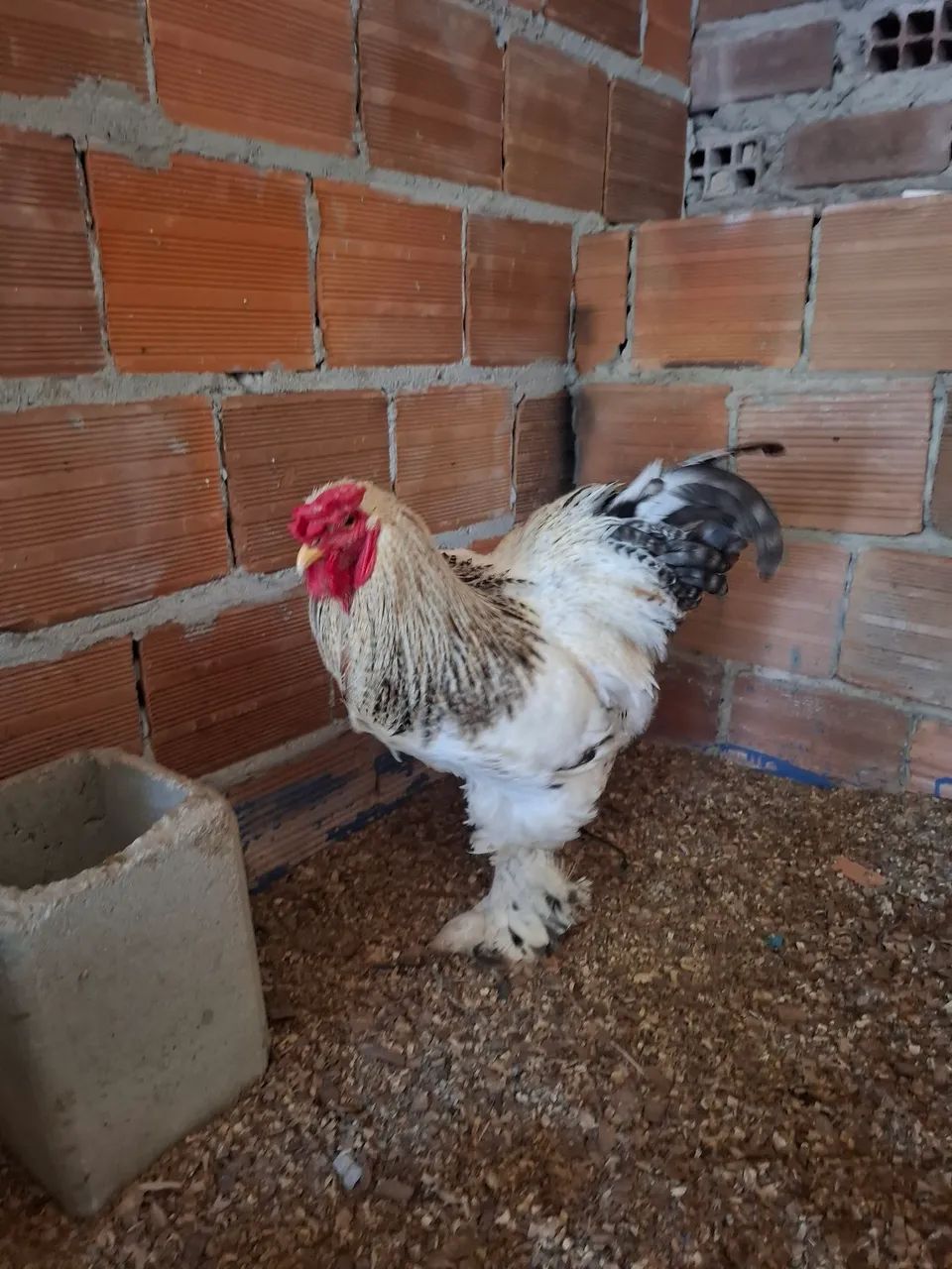 CASAL DE FRANCOS BRAHMA - Foto 4