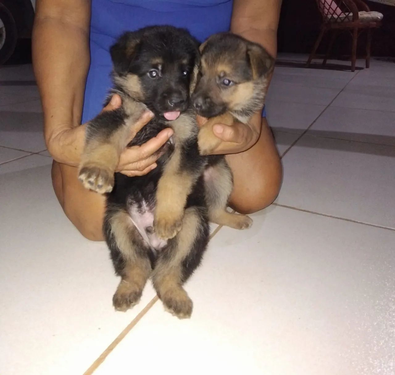 Vendo filhotes de pastor alemão  - Foto 2