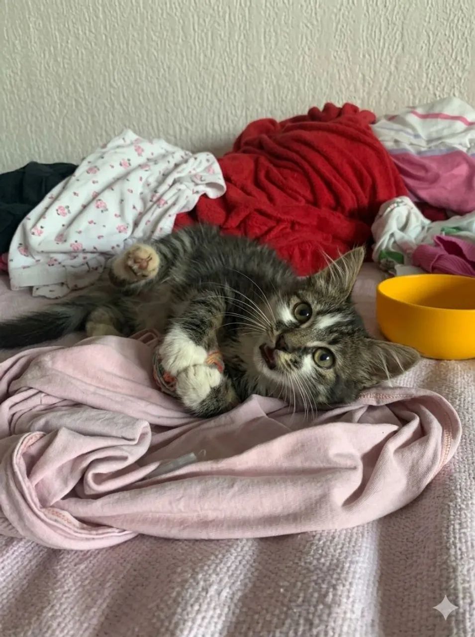 Adote a Tasha - Foto 2