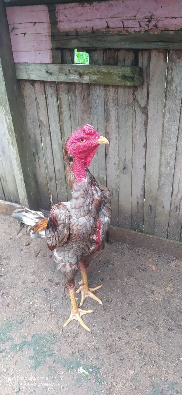 Galo de raça  - Foto 3