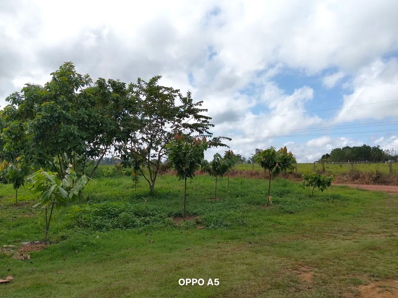 Terreno a venda  - Foto 4