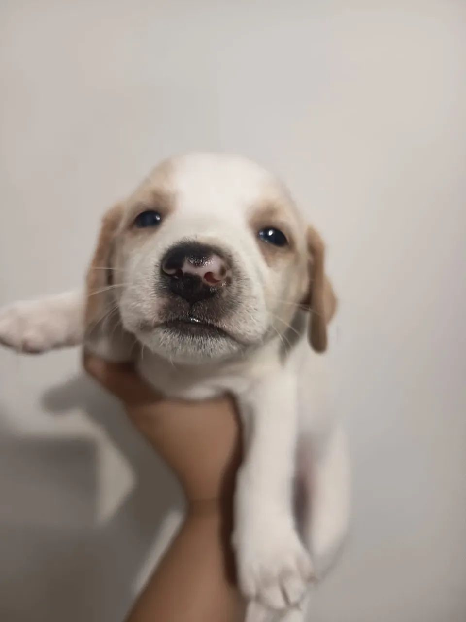 Doação cachorrinho - Foto 3