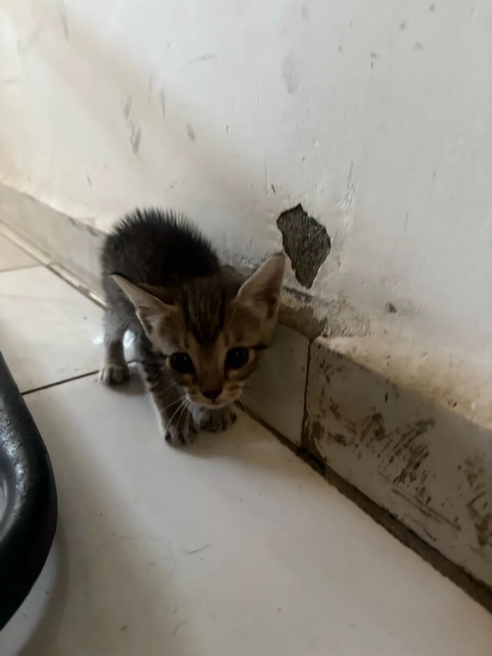 Gato - Foto 3