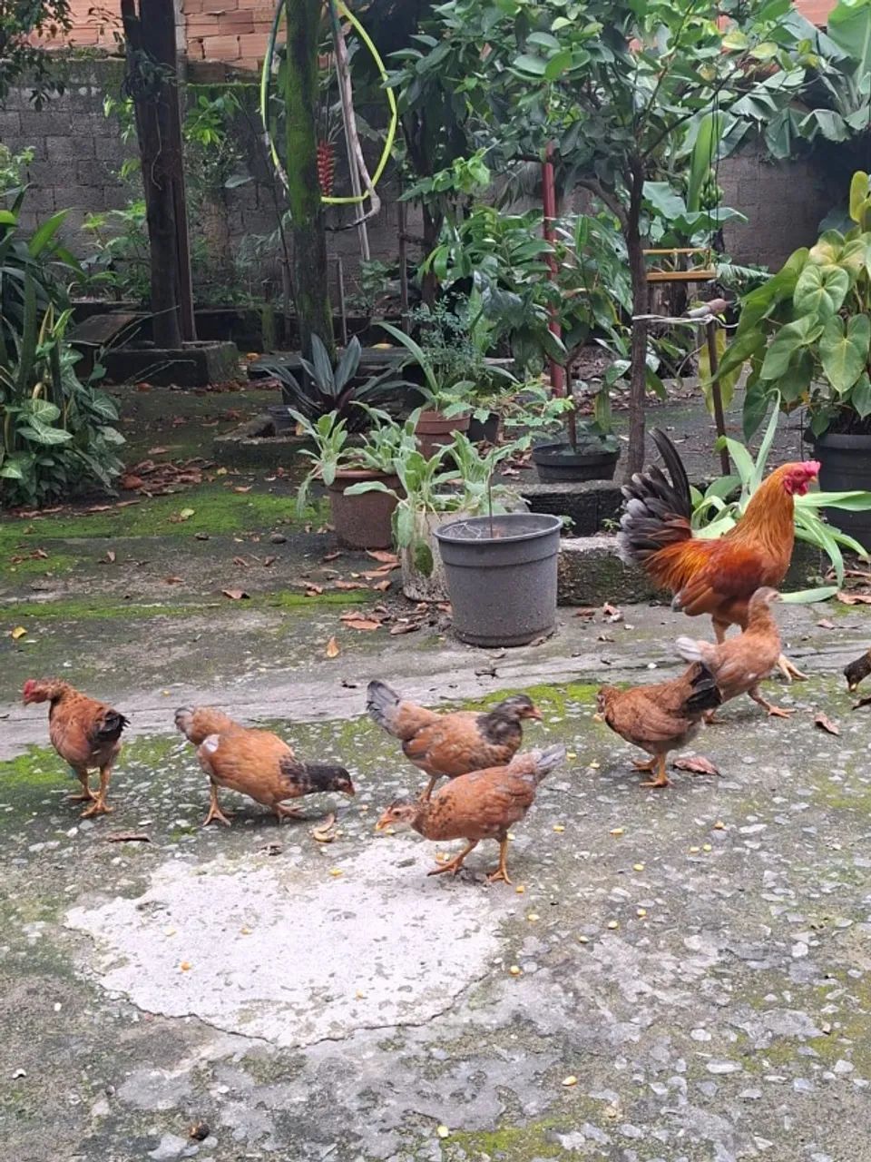 Galinha Garnisé  - Foto 2