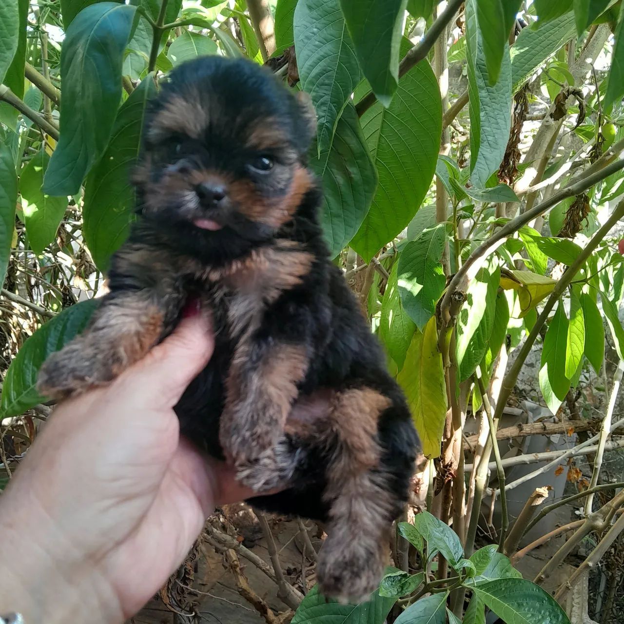 Yorkshire Terrier (machinho) - Foto 3