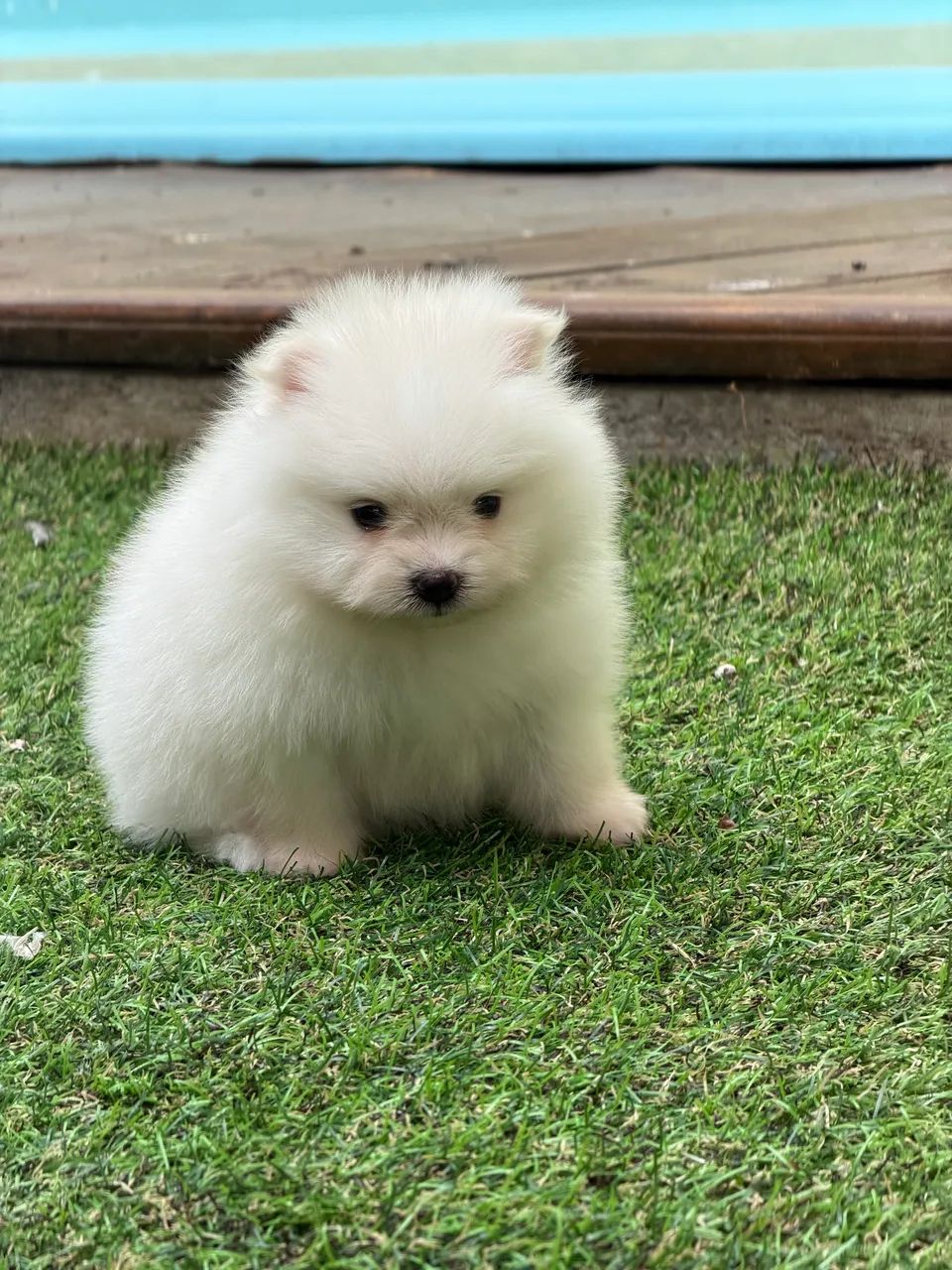 Spitz alemão  - Foto 5