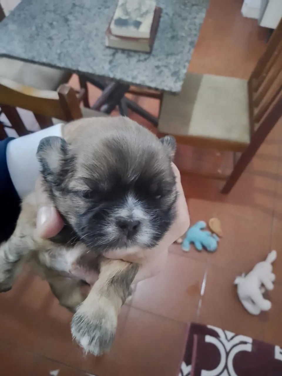 Cachorro  - Foto 5