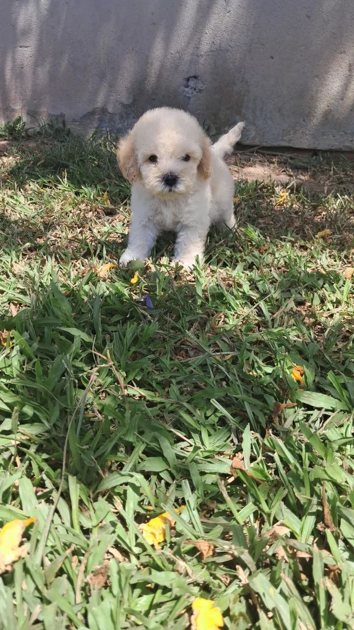 Lindo machinho de poodle  - Foto 4